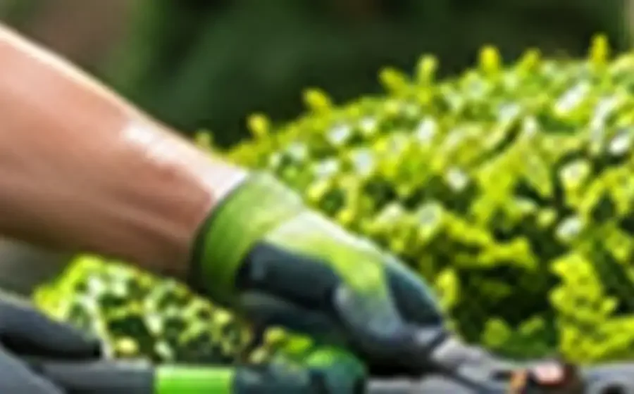 Plants / Shrubs / Tree Installations in Clarence NY