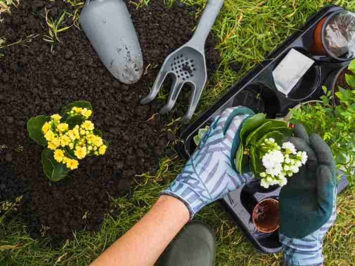 overhead view hand holding small fresh potted plant 1