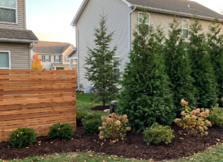 A suburban backyard patio featuring a custom horizontal cedar wood privacy screen alongside a staggered living hedge of dense Green Giant arborvitae trees and flowering Limelight hydrangeas in dark mulch beds.