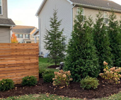 A suburban backyard patio featuring a custom horizontal cedar wood privacy screen alongside a staggered living hedge of dense Green Giant arborvitae trees and flowering Limelight hydrangeas in dark mulch beds.